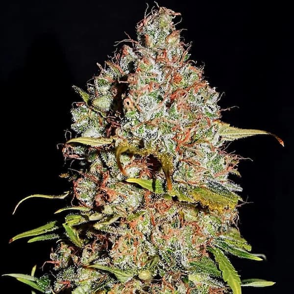 White Truffle > Empire Seeds | Feminized Cannabis   |  Indica